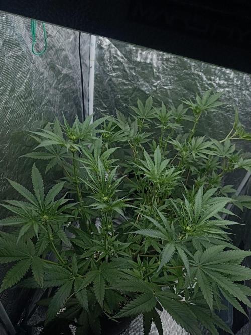 Exotic & Robin. Week 8 - 15F