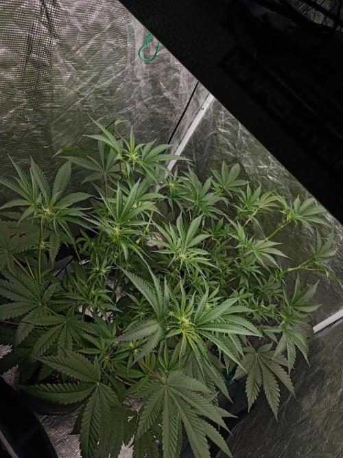 Exotic & Robin. Week 8 - 16F