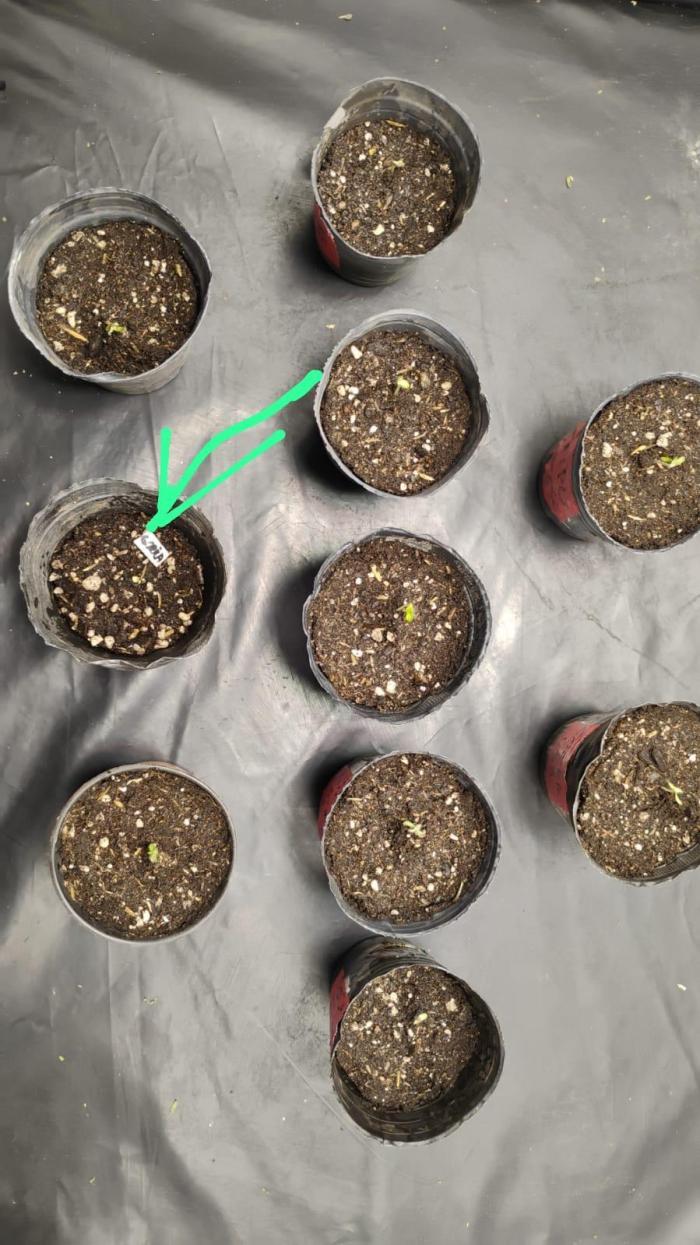 Gorilla scrog Outdoor Patagonia. Week 0 - El 31 de  mayo del 2025 fue germinada gorilla de budha seeds