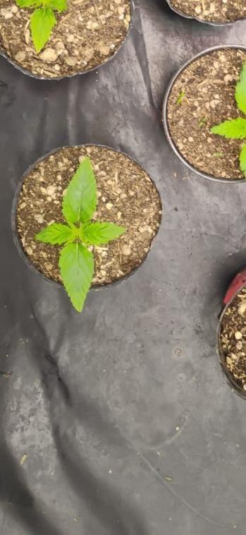 Gorilla scrog Outdoor Patagonia. Week 2 - 14 junio 18/6 indoor