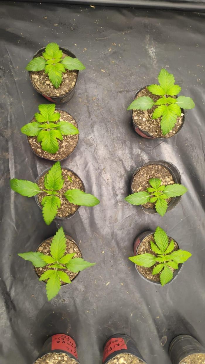 Gorilla scrog Outdoor Patagonia. Week 3 - 18 junio (15 dias 18-6)(21 dias de puesta a germinar)