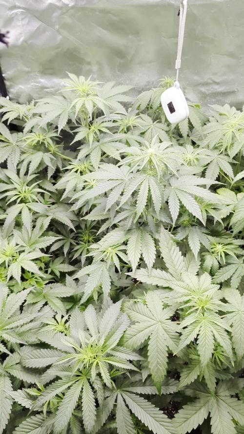 Sweet seeds
