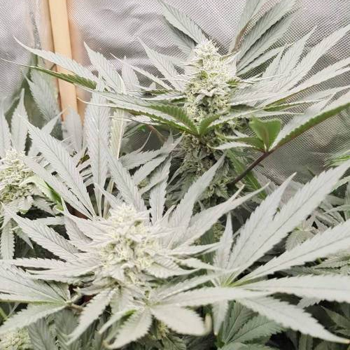 Original Amnesia 