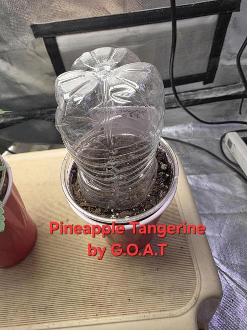 G.O.A.T Grow N Show. Week 0 - 8/12 in soil. Happy Frog to start.