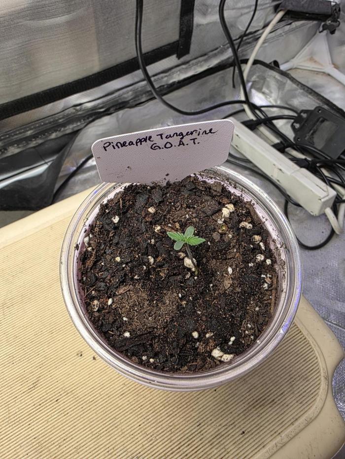 G.O.A.T Grow N Show. Week 1