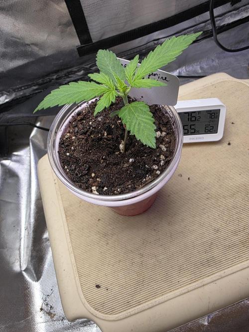 Octopot Hybrid Grow Systems . Week 2