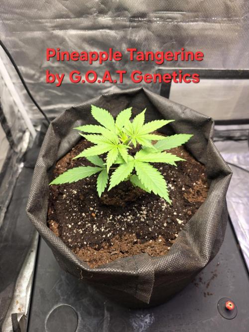 G.O.A.T Grow N Show. Week 3 - she is taking off thanks to the mykos