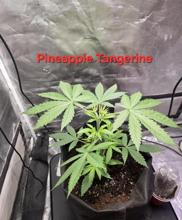 G.O.A.T Grow N Show. Week 4 - she is 11 inches tall now.  she is in a Hybrid Grow System and has 2 gallons in her reservoir. 