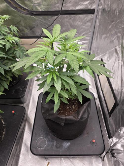 Octopot Hybrid Grow Systems . Week 6