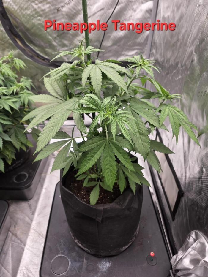 G.O.A.T Grow N Show. Week 7