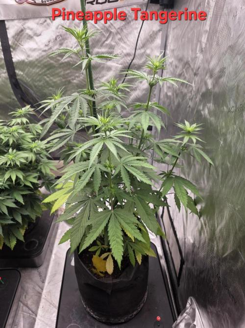 Octopot Hybrid Grow Systems . Week 8