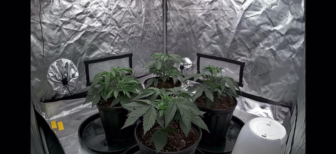 Nana Glue from Square One