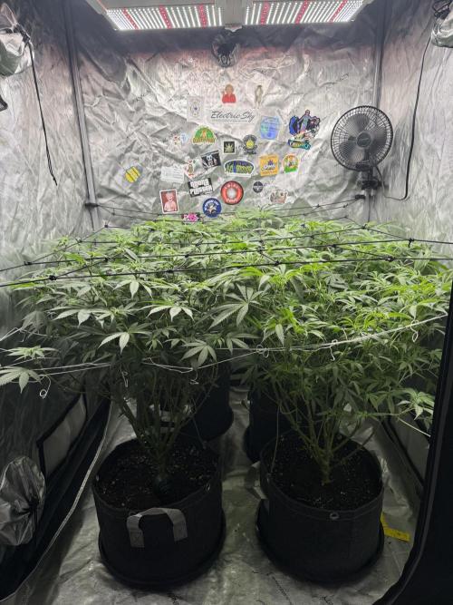 Nana Glue from Square One. Week 10