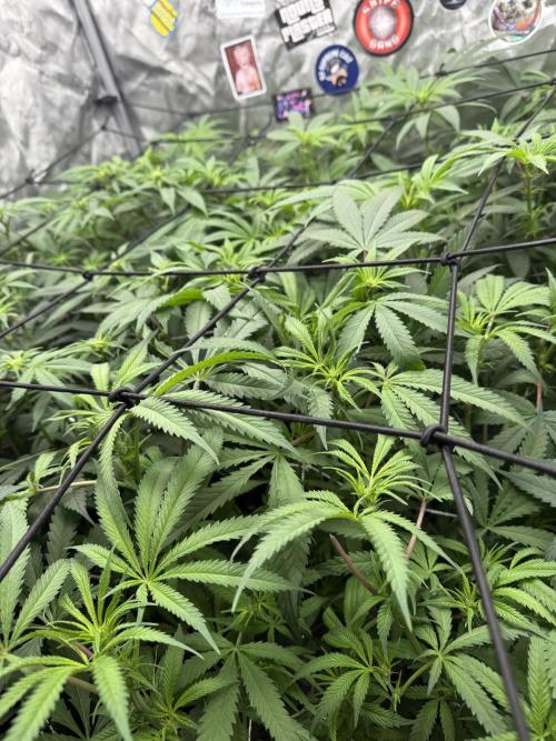 Nana Glue from Square One. Week 10