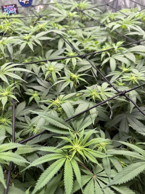 Nana Glue from Square One. Week 10