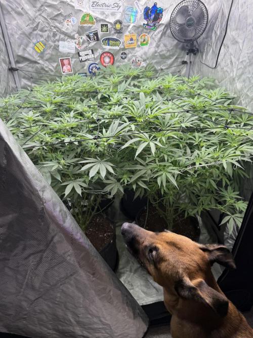 Nana Glue from Square One. Week 10