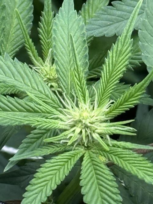 Nana Glue from Square One. Week 10