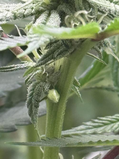 Nana Glue from Square One. Week 11