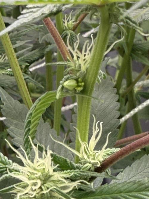 Nana Glue from Square One. Week 11