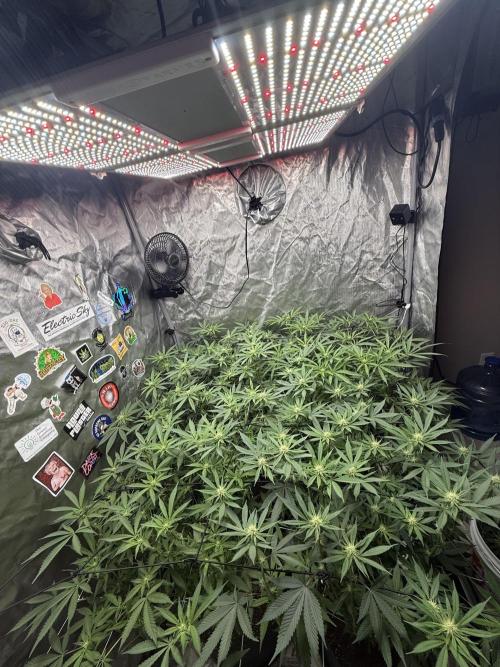 Nana Glue from Square One. Week 11