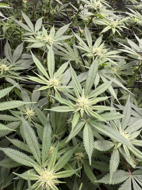 Nana Glue from Square One. Week 11