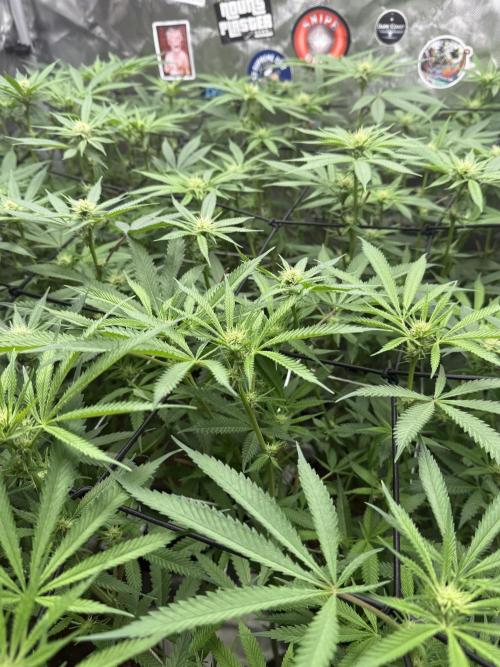 Nana Glue from Square One. Week 11