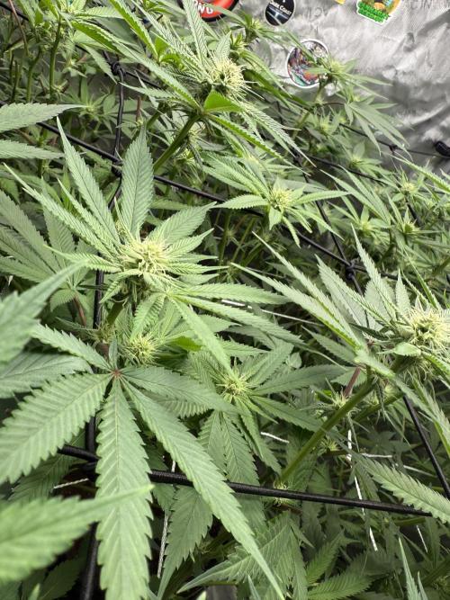 Nana Glue from Square One. Week 11