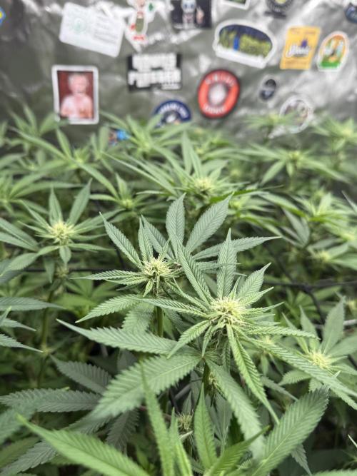 Nana Glue from Square One. Week 11