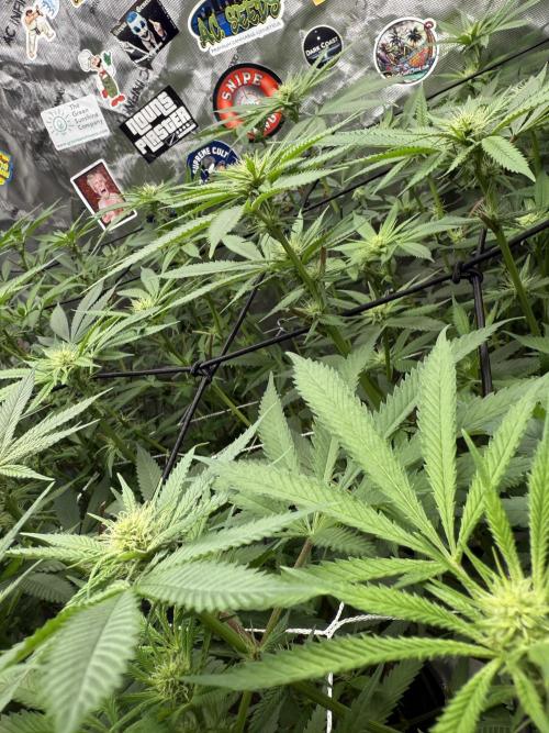 Nana Glue from Square One. Week 11