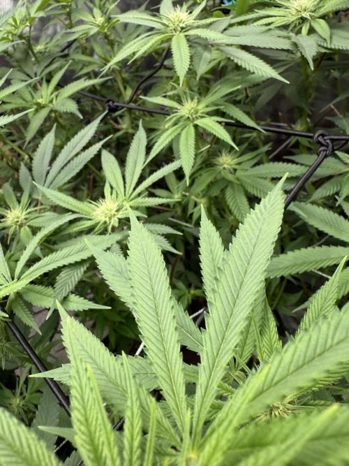 Nana Glue from Square One. Week 11