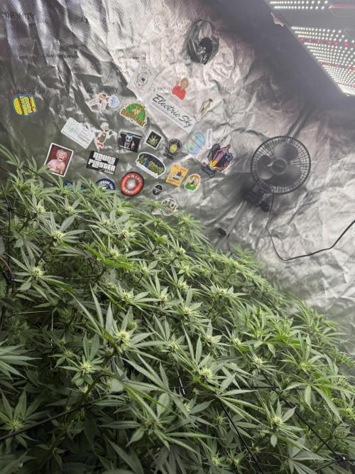 Nana Glue from Square One. Week 11