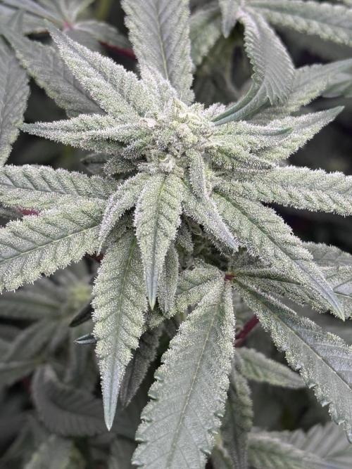 Nana Glue from Square One. Week 12