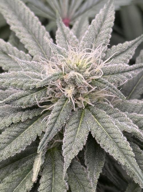 Nana Glue from Square One. Week 12