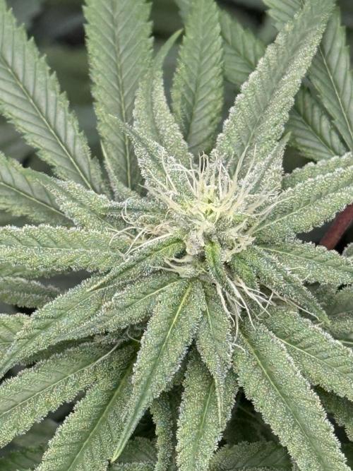 Nana Glue from Square One. Week 12