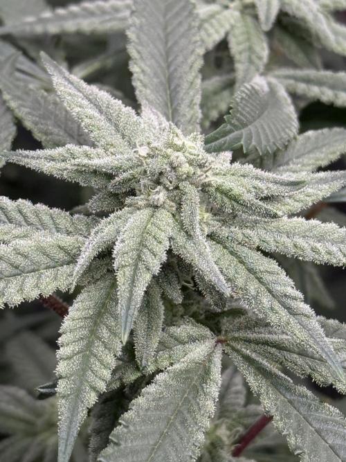 Nana Glue from Square One. Week 12