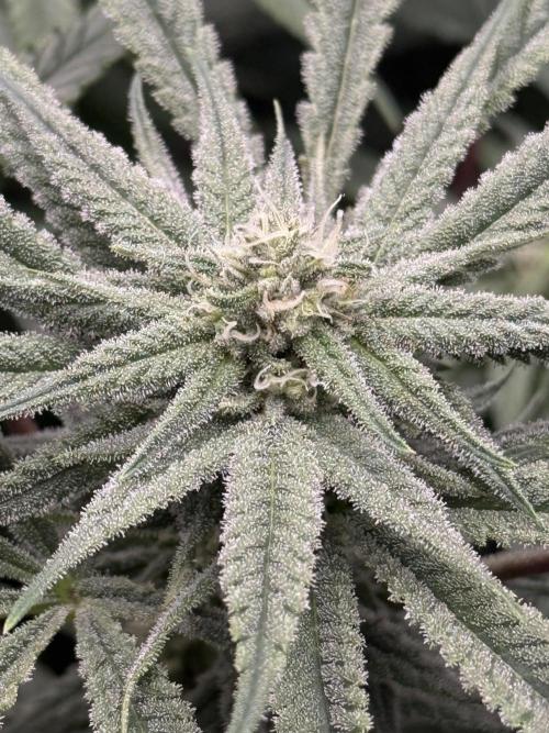 Nana Glue from Square One. Week 12