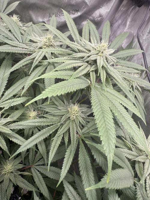 Nana Glue from Square One. Week 12