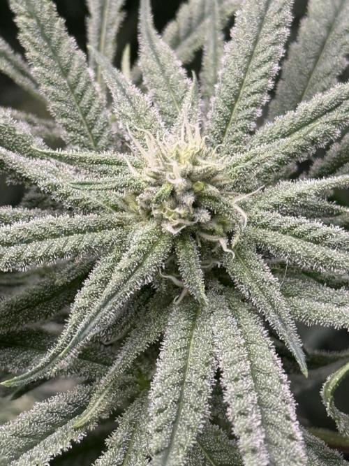 Nana Glue from Square One. Week 12