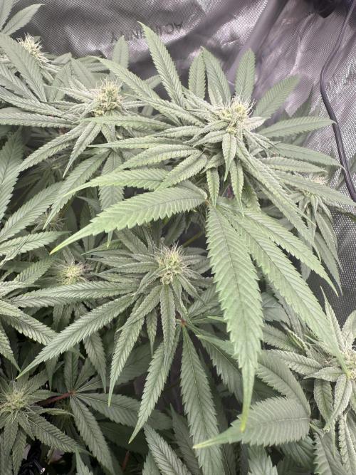 Nana Glue from Square One. Week 12