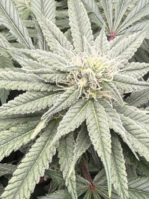 Nana Glue from Square One. Week 12