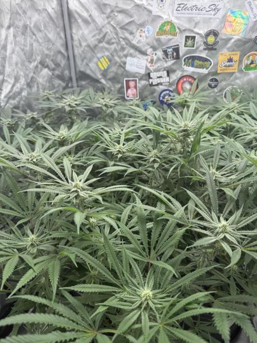 Nana Glue from Square One. Week 12