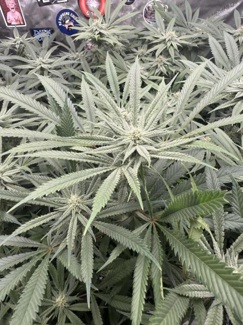 Nana Glue from Square One. Week 12