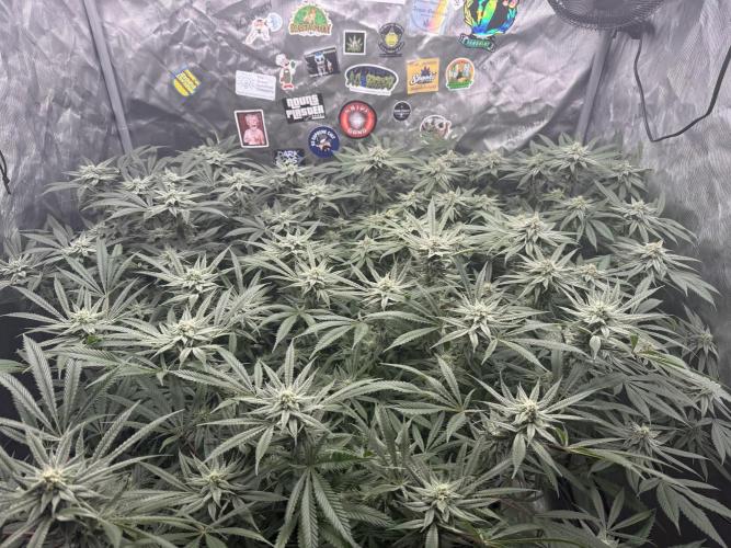 Nana Glue from Square One. Week 13