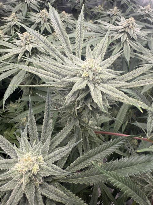 Nana Glue from Square One. Week 13