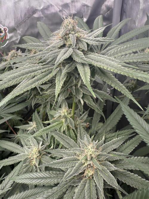 Nana Glue from Square One. Week 13