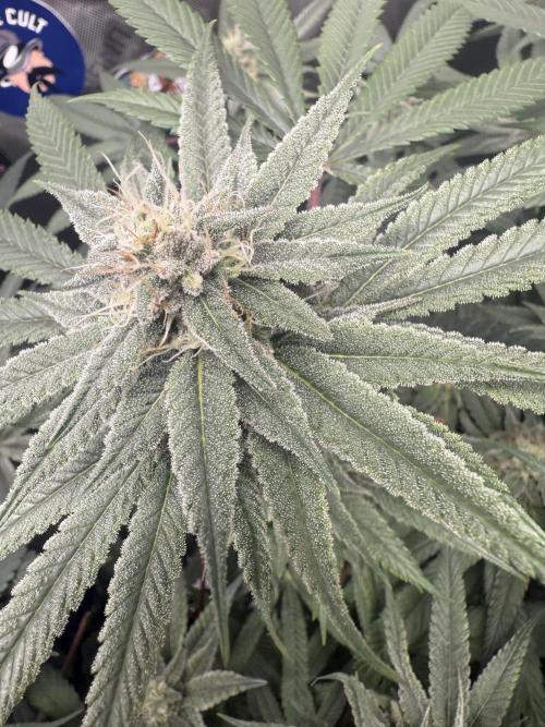 Nana Glue from Square One. Week 13