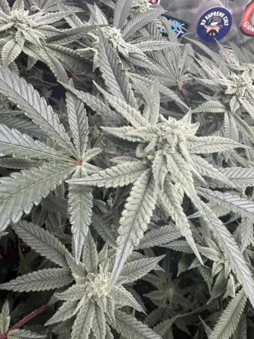 Nana Glue from Square One. Week 13