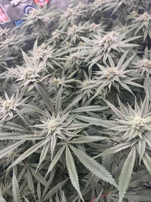 Nana Glue from Square One. Week 13