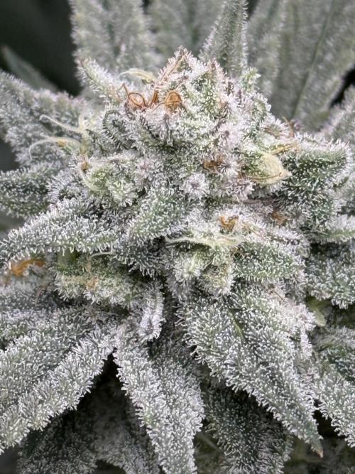 Nana Glue from Square One. Week 14