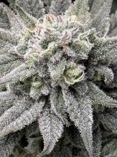 Nana Glue from Square One. Week 14